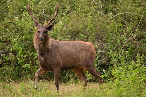 Harnessing the Power of Sambar Stag Sovereign Devouring: The Role of Antler King Lick Magic